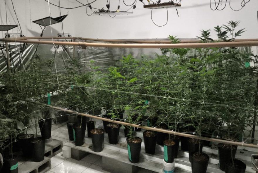 92-pes-de-maconha-sao-devolvidos-apos-autorizacao-em-limeira3A-guarda-civil-apreendeu-as-plantas2C-mas-proprietaria-apresentou-documentacao-valida