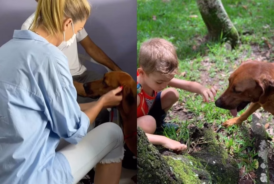 ana-hickmann-emociona-ao-compartilhar-despedida-da-cadela-aisha-com-seus-seguidores