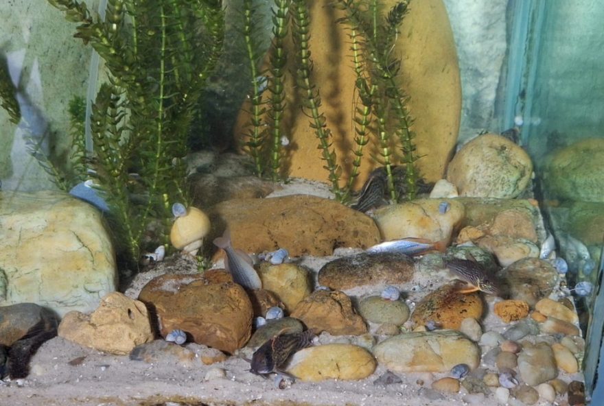 arquiteto-perde-mais-de-200-peixes-devido-a-falta-de-energia-em-mogi-das-cruzes3A-prejuizo-de-r24-15-mil.-concessionaria-edp-informa-normalizacao-do-fornecimento-de-energia-apos-temporal-na-grande-sp