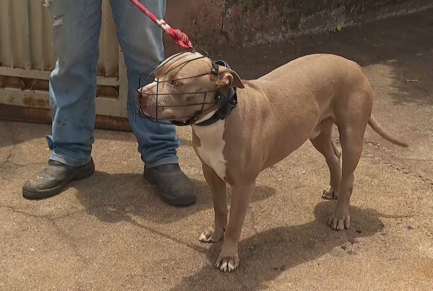 ataque-de-pitbull-em-sao-jose-dos-campos3A-como-denunciar-e-se-proteger.-lei-da-focinheira-e-medidas-de-seguranca