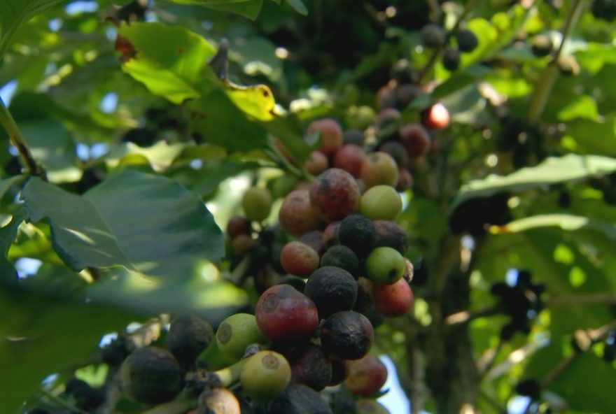 avanco-tecnologico-impulsiona-safra-de-cafe-em-sao-paulo3A-produtores-apostam-na-modernizacao-para-aumentar-exportacao