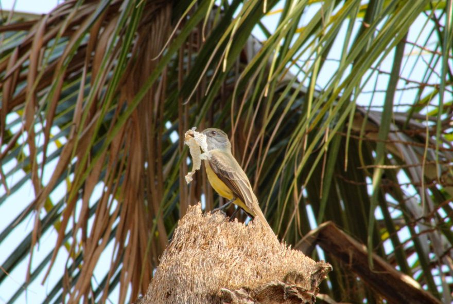 aves-usam-pele-de-cobra-para-proteger-ninhos-em-cavidades3A-estudo-revela-estrategia-eficaz-contra-predadores-de-ovos