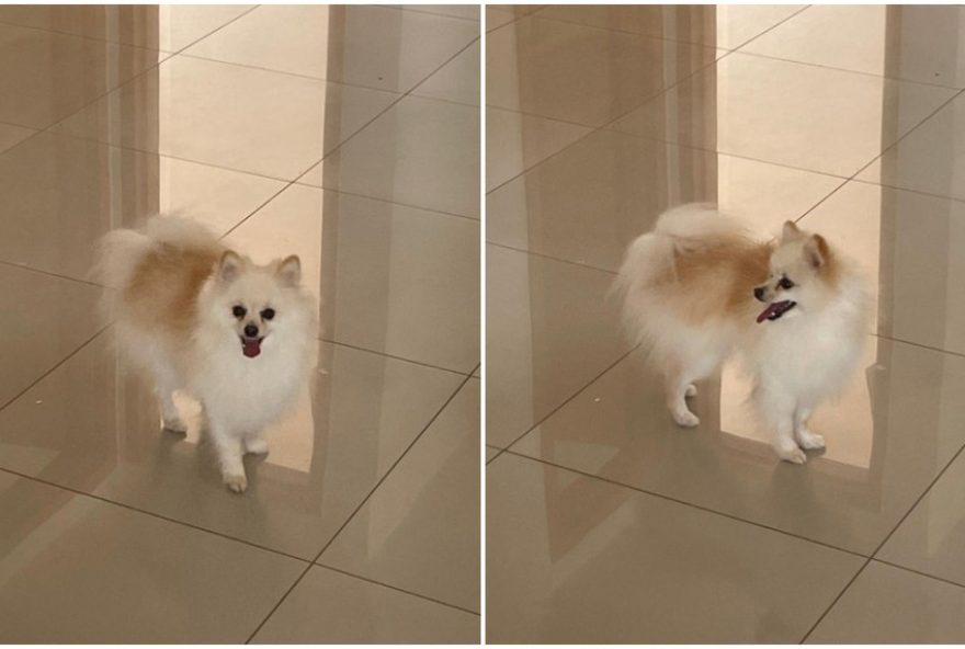 cachorro-e-furtado-de-carro-em-estacionamento-de-shopping-na-grande-bh3A-familia-pede-ajuda-para-encontrar-pet-francisco