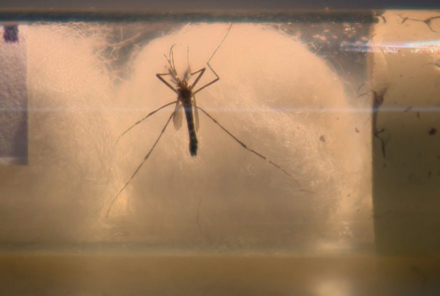 dengue-em-sp3A-14a-morte-confirmada-em-votuporanga-e-acao-de-sau.de-em-santa-fe-do-sul