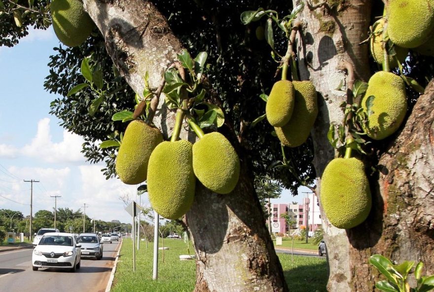 descubra-os-melhores-locais-para-colher-frutas-no-df3A-parque-da-cidade2C-avenida-das-jaqueiras-e-mais-confira