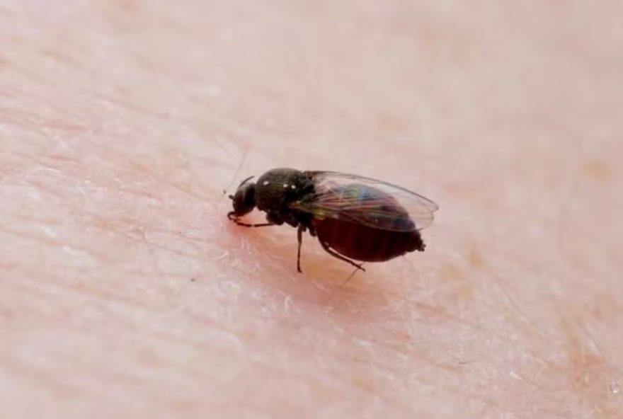 descubra-tudo-sobre-a-febre-oropouche3A-sintomas-e-prevencao