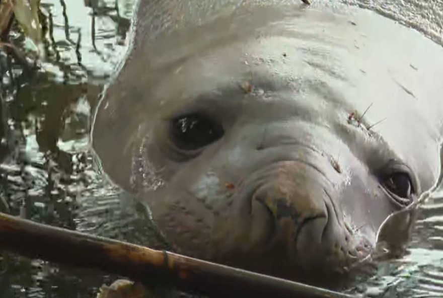 elefante-marinho-machucado-encontrado-em-canal-de-niteroi3A-alerta-para-conservacao-marinha