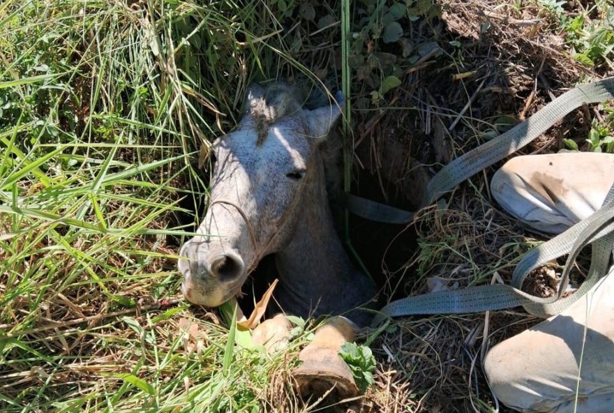 equipe-de-resgate-salva-cavalo-entalado-em-buraco-em-muriae-confira-o-video-do-resgate-emocionante