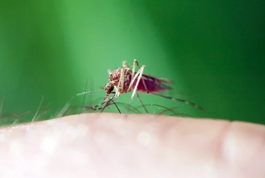 estrangeiro-em-ferias-no-brasil-morre-com-suspeita-de-malaria-em-minas-gerais3A-caso-preocupa-autoridades-de-saude