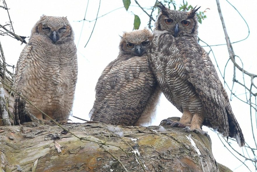 familia-de-jacurutus-e-flagrada-em-guararema3A-um-olhar-sobre-a-natureza-brasileira