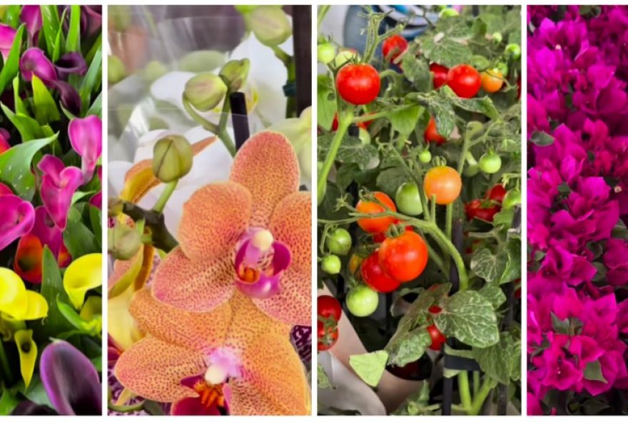 festa-das-flores-em-governador-valadares3A-oficinas2C-feira-e-atracoes-gratuitas