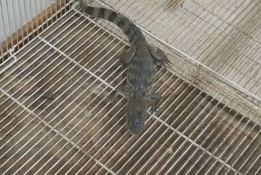 filhote-de-jacare-e-apreendido-em-operacao-policial-na-favela-do-mandela2C-no-rio