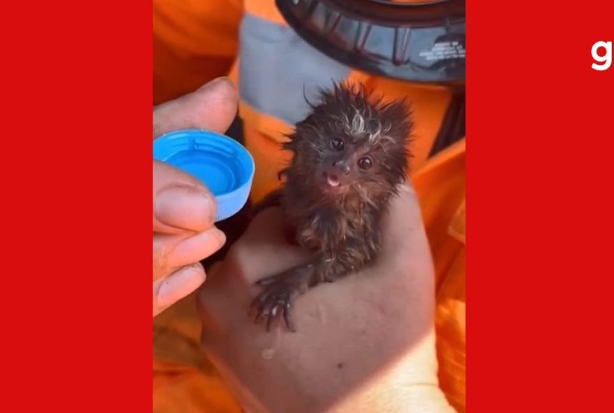 filhote-de-mico-sobrevive-a-incendio-florestal2C-mas-morre-durante-reabilitacao-em-mg