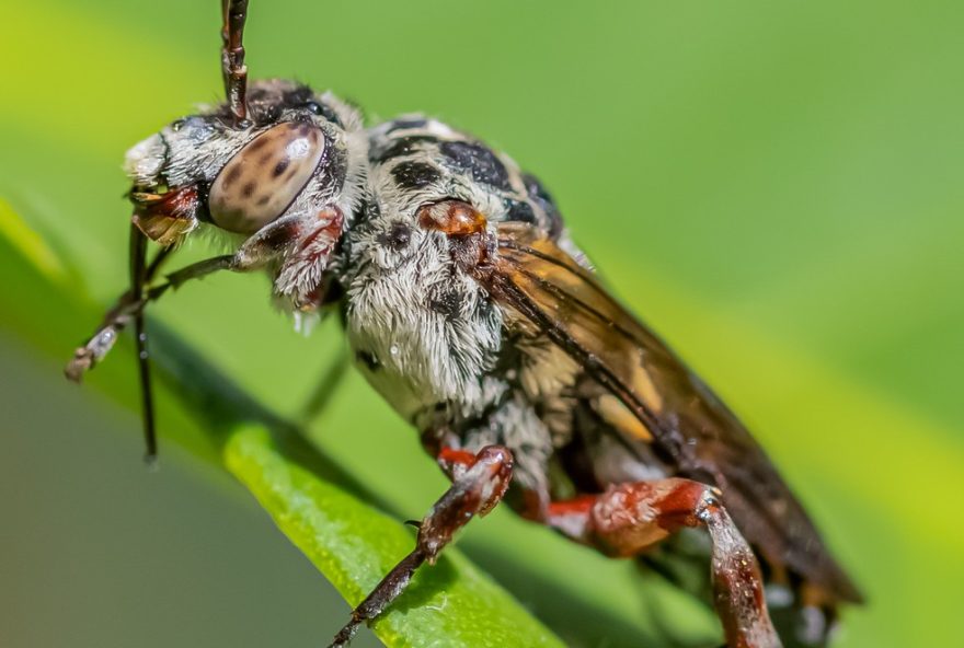 fotografo-amador-flagra-abelha-diferente-em-parque-de-valinhos3A-registro-curioso-com-equipamento-macro