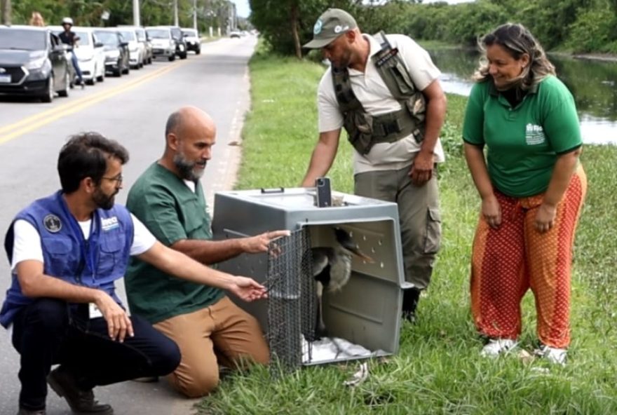 garca-resgatada-com-copo-plastico-e-solta3A-secretario-do-ambiente-alerta-para-destinacao-correta-de-materiais