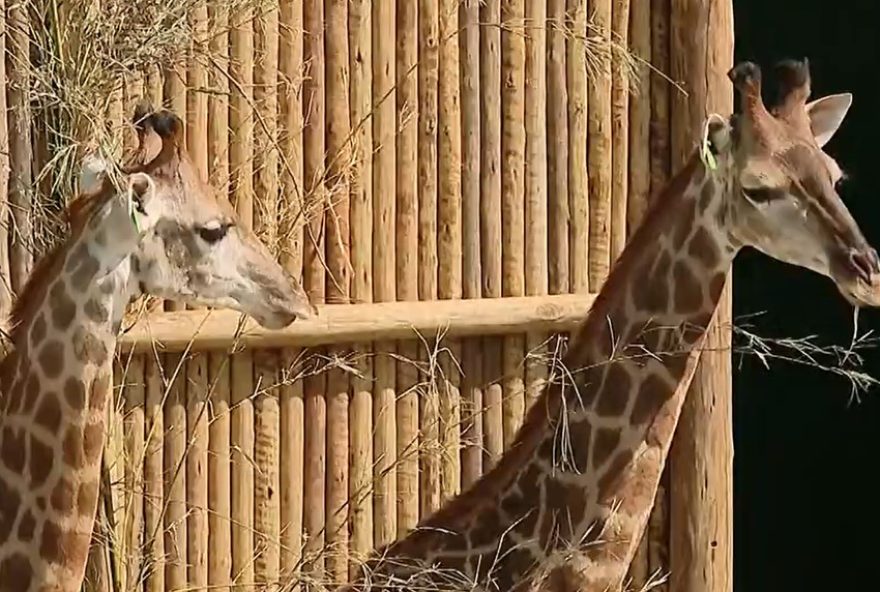 girafas-da-africa-ainda-aguardam-destino-no-brasil-apos-tres-anos3A-ibama-prepara-relatorio-para-definir-futuro-dos-animais