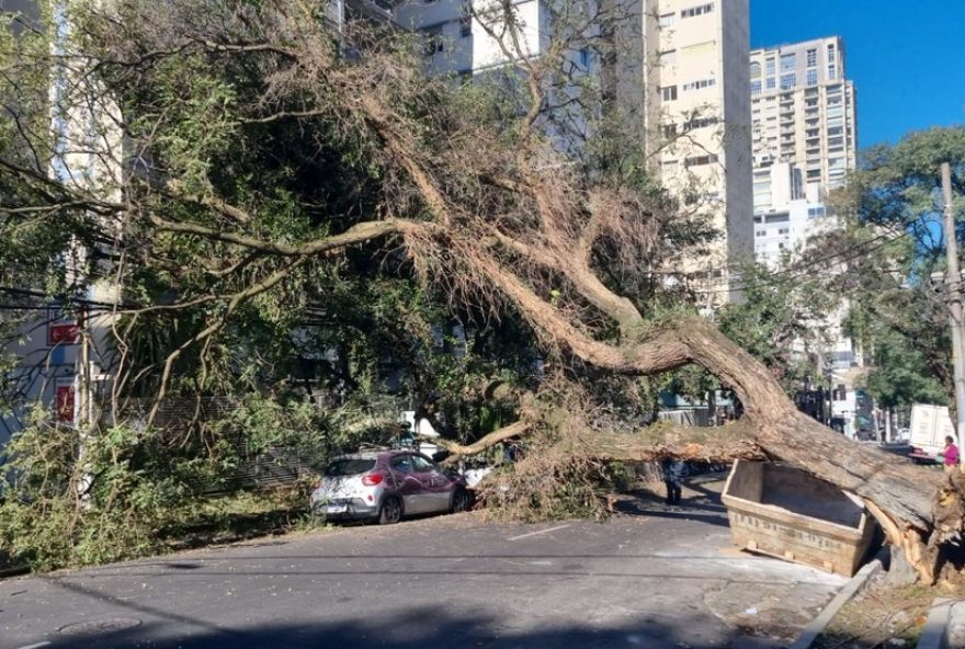 grande-arvore-cai-em-rua-haddock-lobo2C-deixando-700-imoveis-sem-energia-no-jardim-paulista
