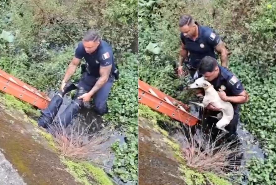 guarda-resgata-cadela-em-tubulacao-de-canal-em-praia-grande2C-sp3A-video