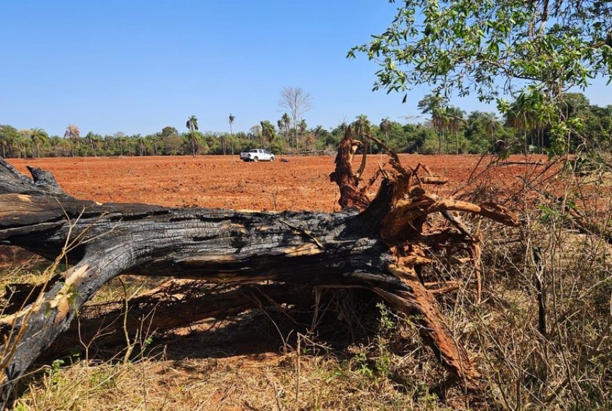 homem-e-multado-em-r24-18-mil-por-queimar-area-e-arvores-em-maraba-paulista