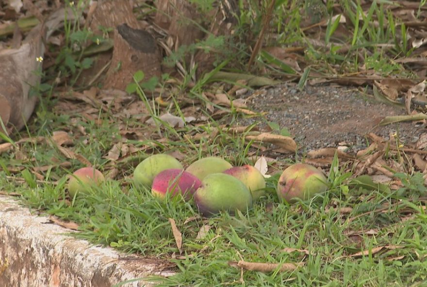 homem-morre-apos-choque-ao-pegar-manga-em-arvore3A-alerta-para-seguranca-eletrica