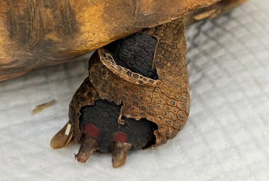 jabuti-resgatado-de-queimadas-em-brasilia-recebe-cuidados-no-hfaus3A-tratamento-pode-durar-meses