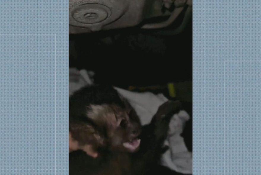 macaca-e-resgatada-em-garagem-do-jardim-botanico3A-a-importancia-da-protecao-da-fauna-local
