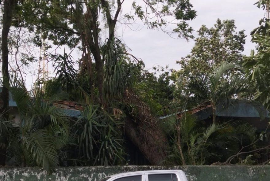 mulher-e-atacada-por-enxame-de-abelhas-apos-queda-de-arvore-em-sp3A-veja-o-video