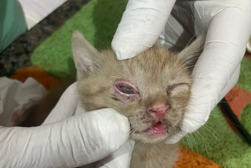 mulher-e-presa-por-arremessar-filhote-de-gato-em-mureta-em-rio-paranaiba2C-mg