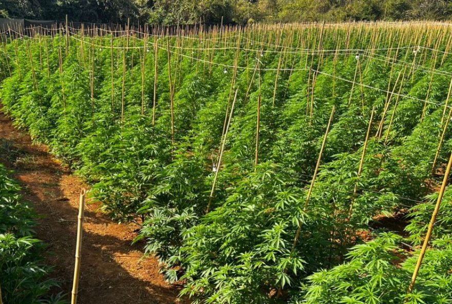 operacao-mandragora3A-policia-descobre-lavoura-de-maconha-com-6-mil-pes-em-fazenda-de-minas-gerais