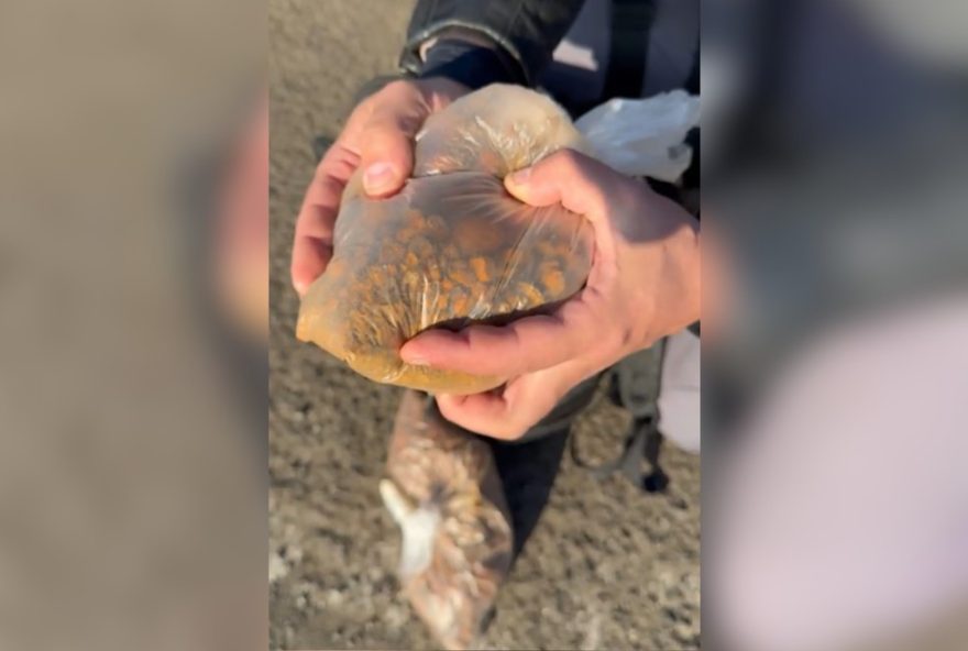 ouro-bovino3A-descubra-a-origem-e-o-valor-da-pedra-da-vesicula-do-boi-entenda-por-que-o-ouro-bovino-vale-ate-r24300-mil-o-quilo-e-como-e-utilizado-na-medicina-tradicional-chinesa