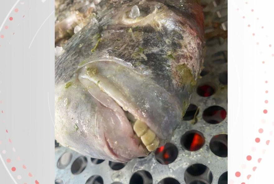 peixe-com-dentes-humanos-viraliza3A-captura-em-anchieta2C-es