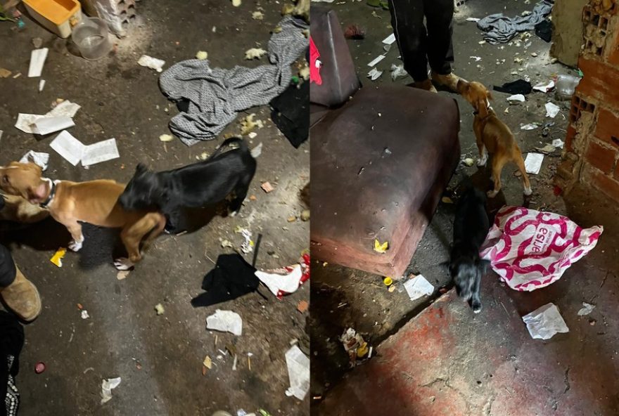 policia-civil-de-itapetininga-resgata-filhotes-mesticos-de-pitbull-em-situacao-de-maus-tratos
