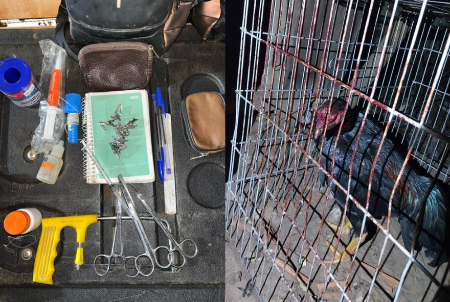 policia-desvenda-rinha-de-galos-em-fernandopolis-com-131-aves3B-multas-ultrapassam-r24-800-mil