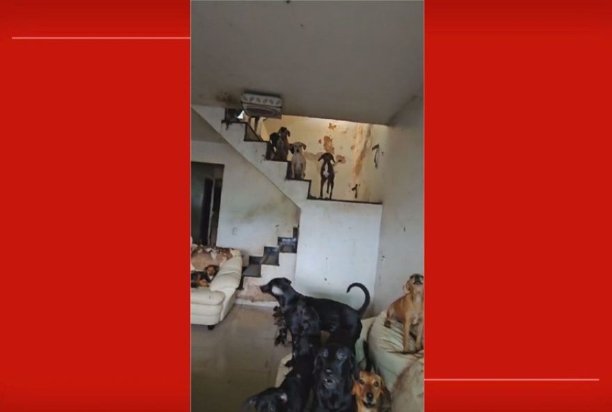 policia-resgata-100-caes-e-criancas-em-situacao-precaria-na-candangolandia2C-df