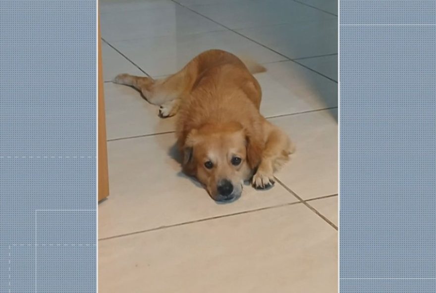 policial-aposentado-e-suspeito-de-atirar-e-matar-cachorro-em-santa-luzia