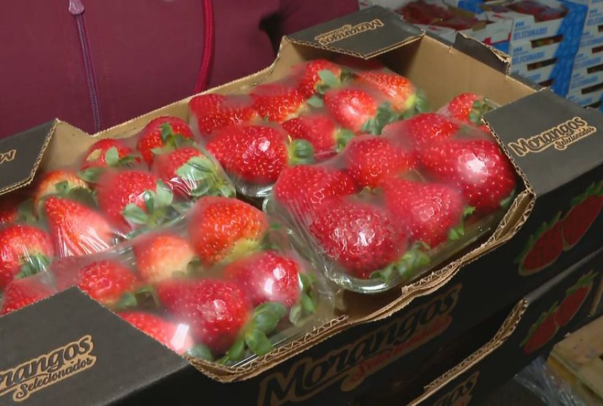preco-do-morango-do-amor-na-ceasa-do-rio-dobra-com-aumento-na-busca