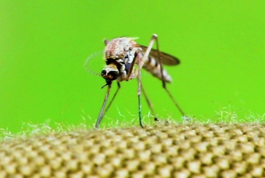 primeiro-caso-de-febre-amarela-em-sao-paulo-em-20253A-homem-de-27-anos-internado