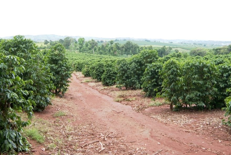 producao-de-cafe-arabica-em-minas-gerais-cai-e-precos-mantem-se-altos2C-alertam-especialistas-7C-de-sul-de-minas