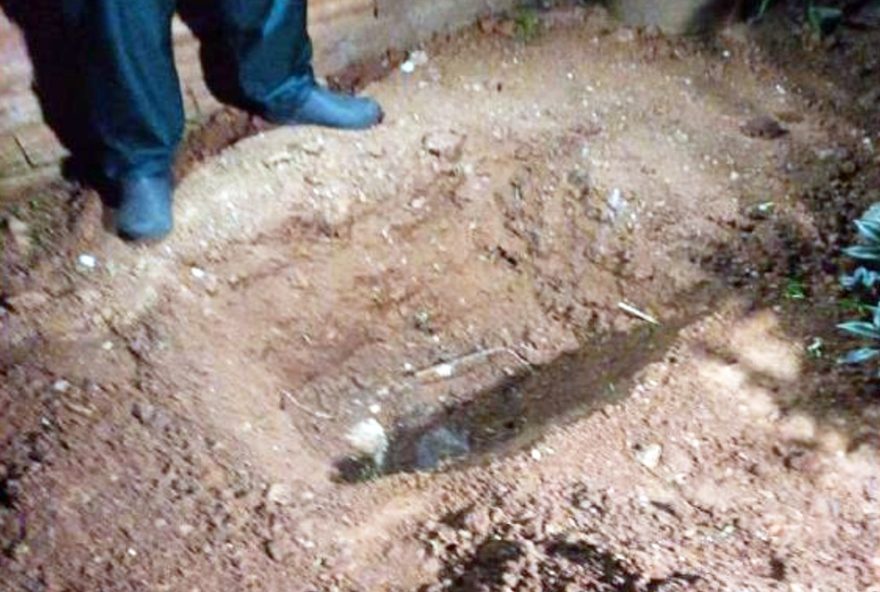 rapaz-e-condenado-por-matar-caes-e-pagar-indenizacao-em-limeira3A-caso-de-crueldade-animal