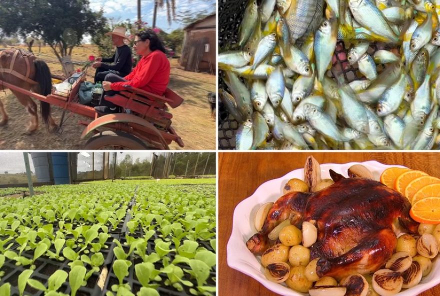 reviva-os-melhores-momentos-do-nosso-campo-em-2024-neste-domingo2C-26-de-janeiro3A-charretes2C-lambaris2C-hortalicas-e-frango-com-tangerina