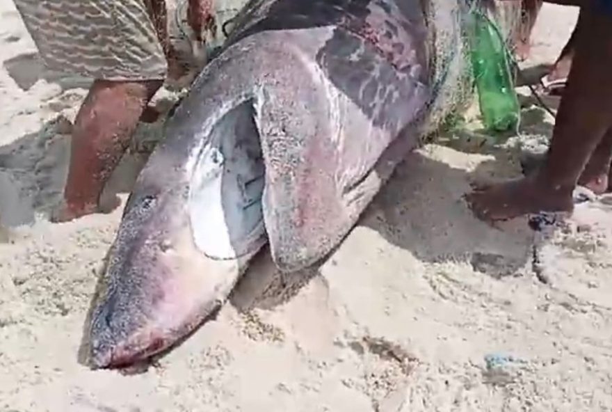 tubarao-peregrino-aparece-morto-em-araruama3A-registro-raro-e-ameacas-a-especie