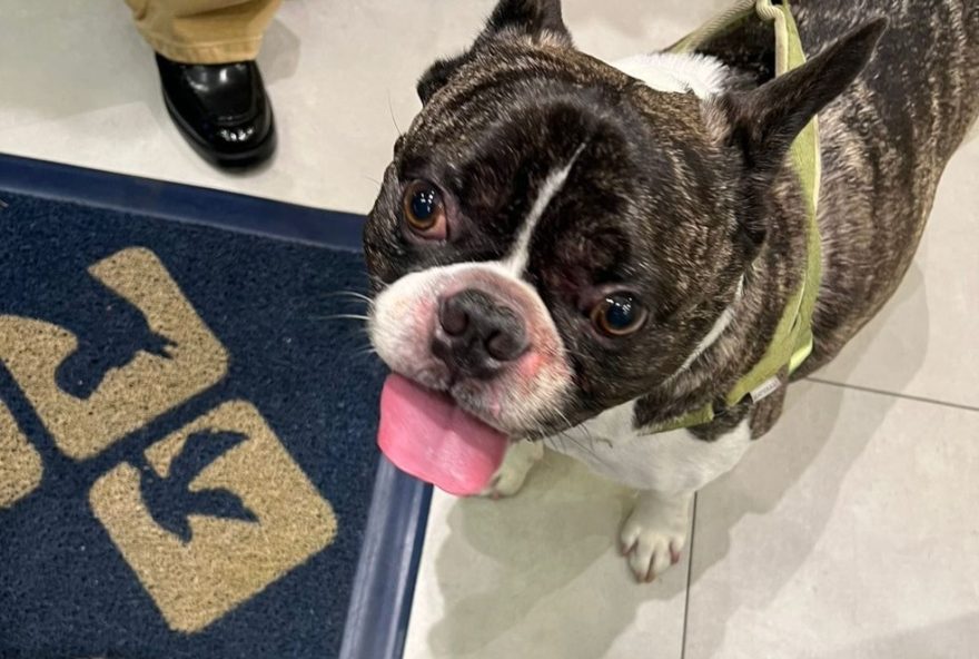 tutora-denuncia-que-buldogue-sofreu-queimaduras-em-pet-shop-do-shopping-map-barra2C-rio-de-janeiro