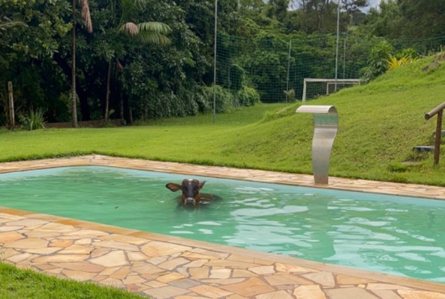 vaca-garrotinha-surpreende-ao-se-refrescar-em-piscina-durante-calor-intenso-em-mg